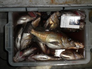 メバル（夜釣り）-広島遊漁船海斗