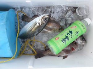 メバル・アジ-広島遊漁船海斗