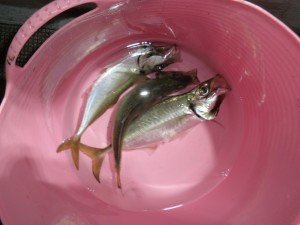 メバル-広島遊漁船海斗