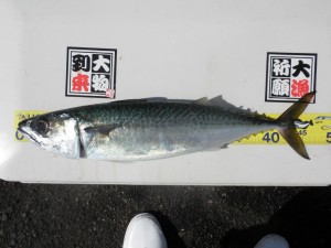 サバ-広島遊漁船海斗