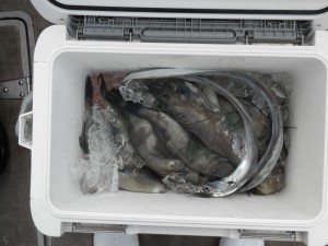 チダイ・ハゲ・タチウオ-広島遊漁船海斗