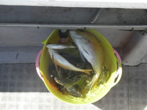 大ちゃんの釣りに行こう！-広島遊漁船海斗