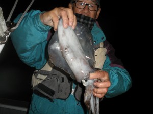 アオリイカ-広島遊漁船海斗