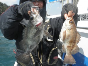 メバル-広島遊漁船海斗