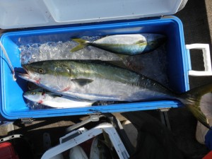 ハマチ-広島遊漁船海斗