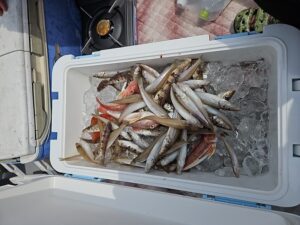 キスゴ―広島遊漁船海斗