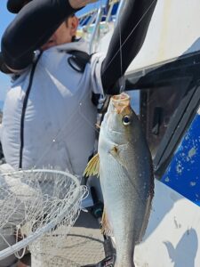 イサキ―広島遊漁船海斗