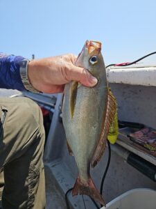 イサキ―広島遊漁船海斗