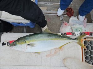 泳がせ―広島遊漁船海斗