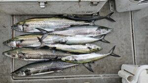 サワラ―広島遊漁船海斗