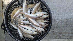 キスゴ―広島遊漁船海斗