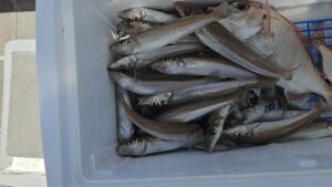 キスゴ―広島遊漁船海斗