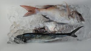 ライトジギング-広島遊漁船海斗