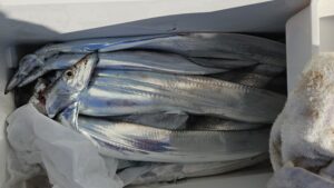 タチウオ―広島遊漁船海斗