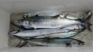 ライトジギング-広島遊漁船海斗