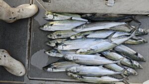 調査―広島遊漁船海斗