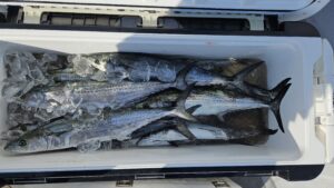 ライトジギング-広島遊漁船海斗