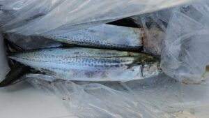 ライトジギング-広島遊漁船海斗