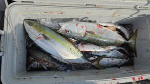 ライトジギング-広島遊漁船海斗