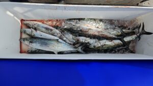 ライトジギング-広島遊漁船海斗