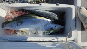 ライトジギング-広島遊漁船海斗