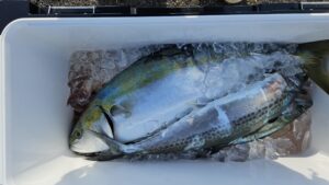 ライトジギング-広島遊漁船海斗