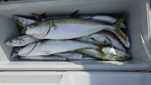 ライトジギング-広島遊漁船海斗