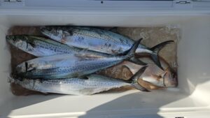 ライトジギング-広島遊漁船海斗