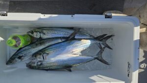 ライトジギング-広島遊漁船海斗