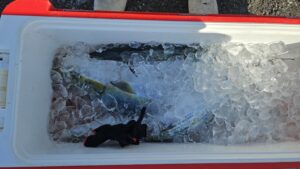 ライトジギング-広島遊漁船海斗