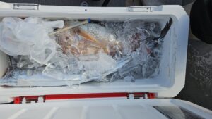 ライトジギング-広島遊漁船海斗