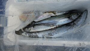 ライトジギング-広島遊漁船海斗