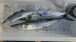 ライトジギング-広島遊漁船海斗