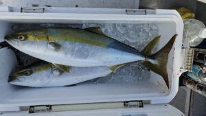 ライトジギング-広島遊漁船海斗