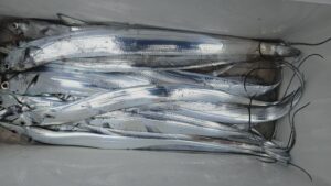 タチウオ―広島遊漁船海斗