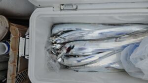 タチウオ―広島遊漁船海斗