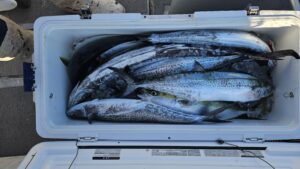 ライトジギング-広島遊漁船海斗