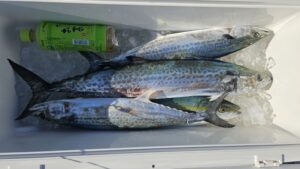 ライトジギング-広島遊漁船海斗