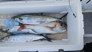 ライトジギング-広島遊漁船海斗