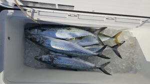 ライトジギング-広島遊漁船海斗