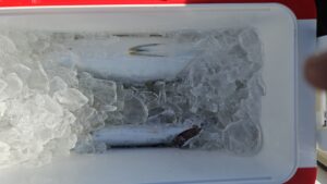 ライトジギング-広島遊漁船海斗