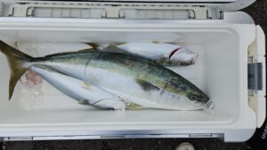 ライトジギング-広島遊漁船海斗