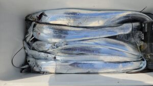 タチウオ―広島遊漁船海斗