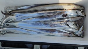 タチウオ―広島遊漁船海斗