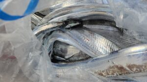 タチウオ―広島遊漁船海斗