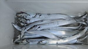 タチウオ―広島遊漁船海斗