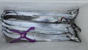 タチウオ―広島遊漁船海斗