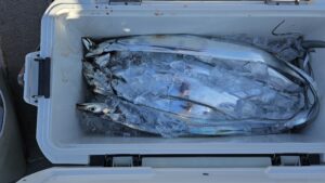 タチウオ―広島遊漁船海斗