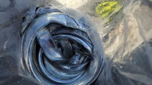 タチウオ―広島遊漁船海斗