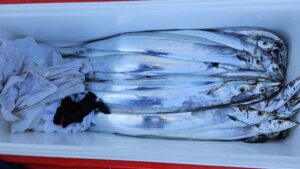 タチウオ―広島遊漁船海斗